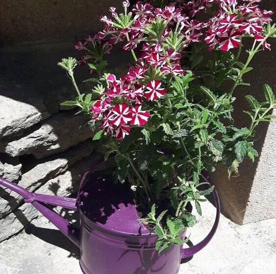 بنسيون Louminai