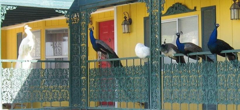 Shady Lady Bed And Breakfast