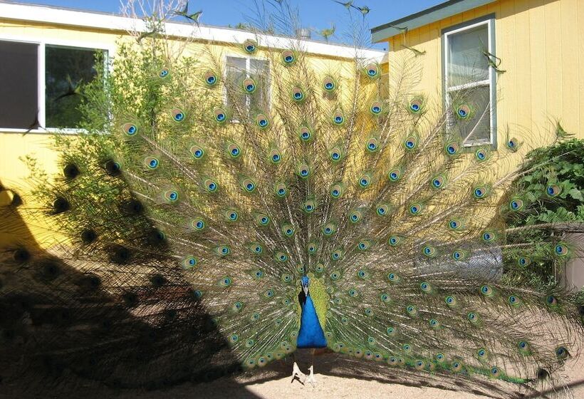 Shady Lady Bed And Breakfast