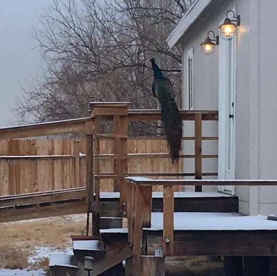 Shady Lady Bed And Breakfast