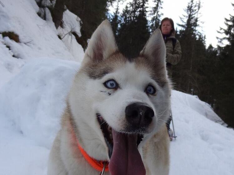 Hüttenhotel Husky Lodge