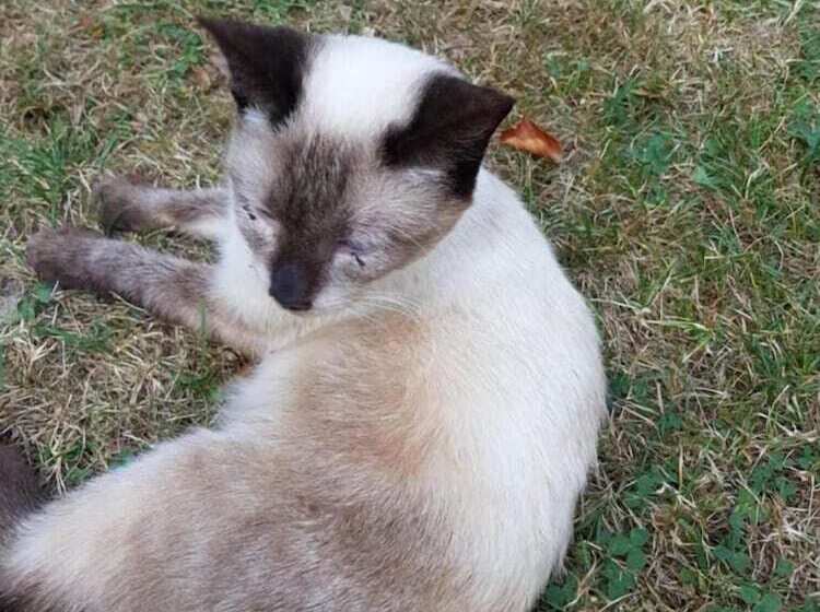 교외 호텔 Ferienhof Löw