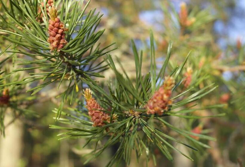 Koto Hotel Pihtipudas