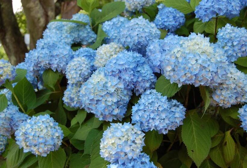 فندق Old Harbor Inn