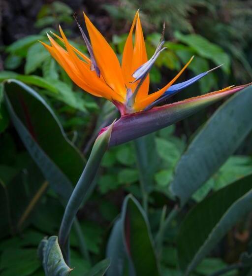 Napili Kai Beach Resort