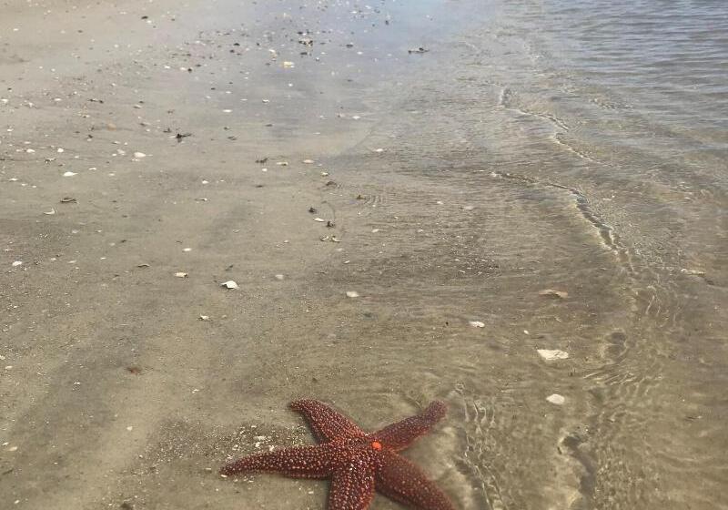 استراحتگاه Tybee