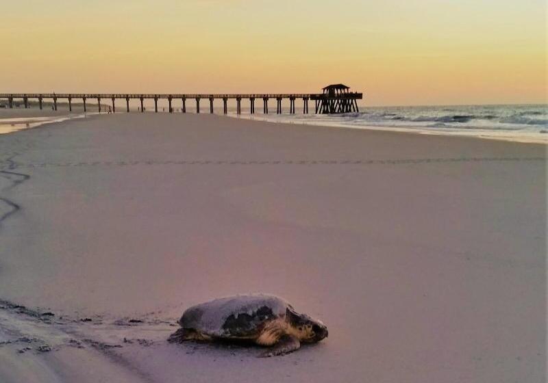 استراحتگاه Tybee