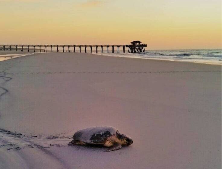 リゾートホテル Tybee