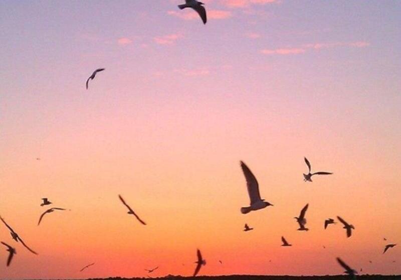 リゾートホテル Tybee