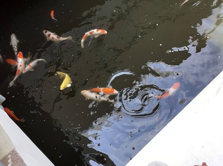 پانسیون Almira Homestay