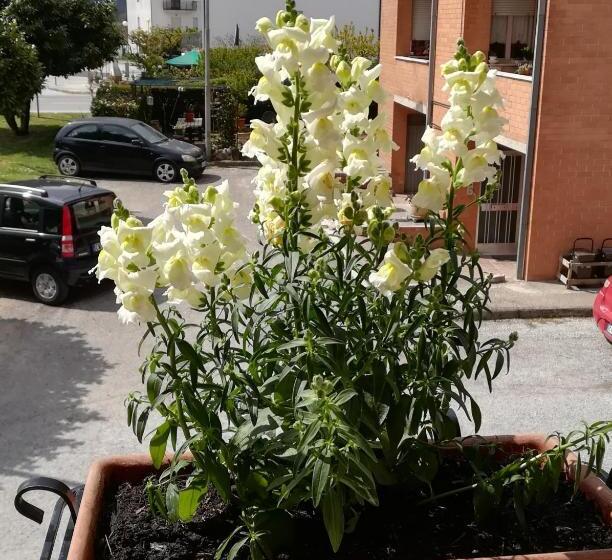 پانسیون Affittacamere Giada