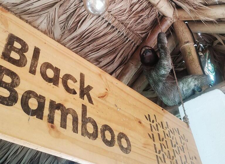Black Bamboo B&b