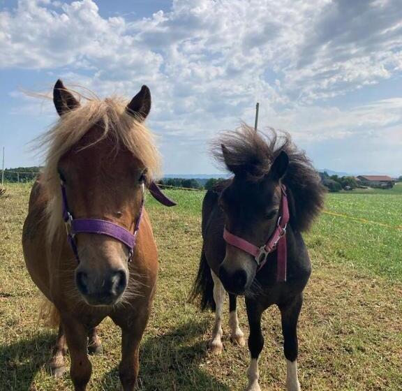 호텔 Plattenberger Hof