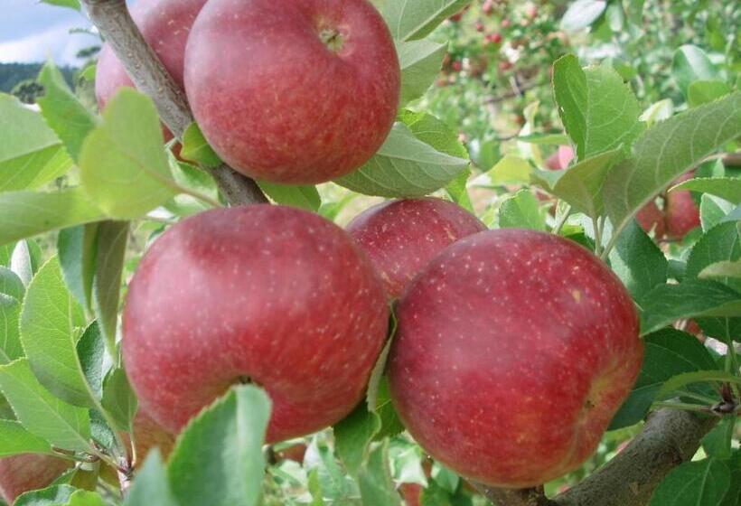 بنسيون Pousada Morro Grande