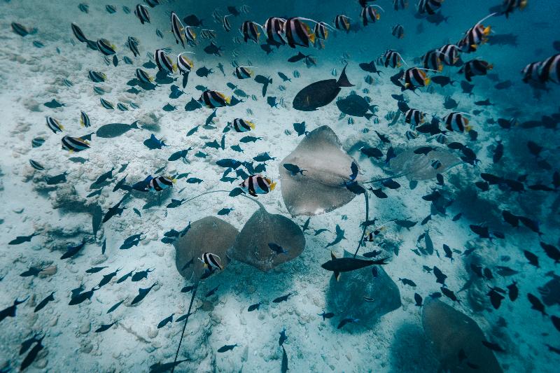 هتل Kaani Palm Beach