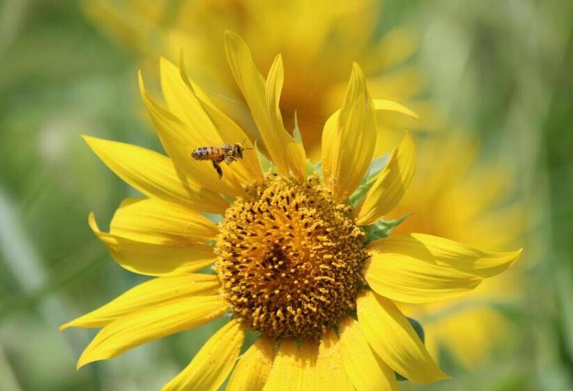 Pension Kuroshiomaru