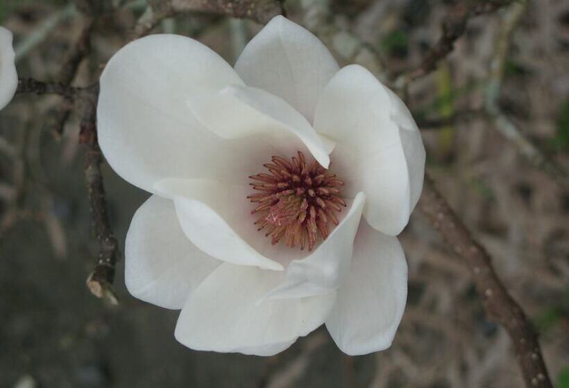 تختخواب و صبحانه Quinta Das Buganvílias