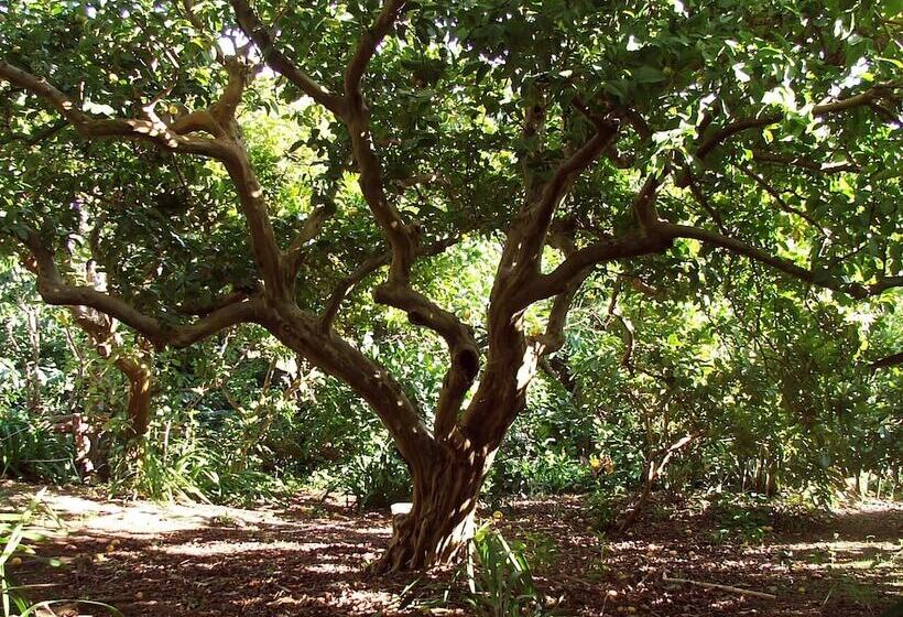 تختخواب و صبحانه Quinta Das Buganvílias