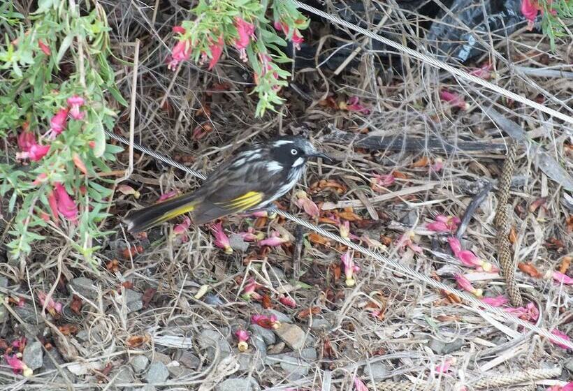 Gilligan S Kangaroo Island