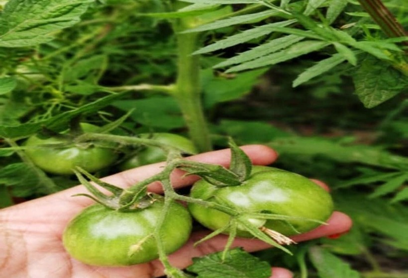 בית מלון כפרי Tih Buckwheat Root Camp   Turtuk