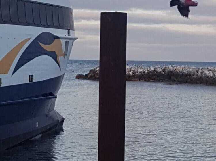 Trading Places Kangaroo Island