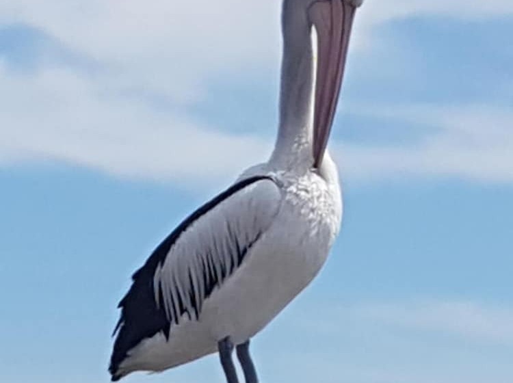 Trading Places Kangaroo Island