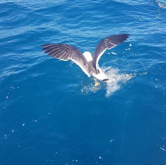 Trading Places Kangaroo Island