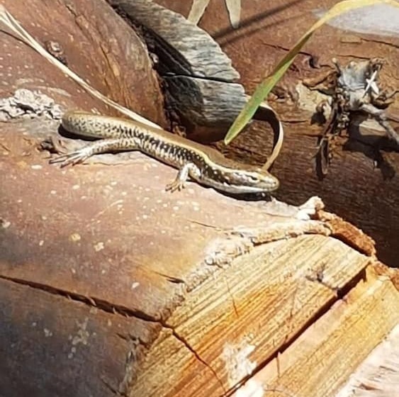 Trading Places Kangaroo Island