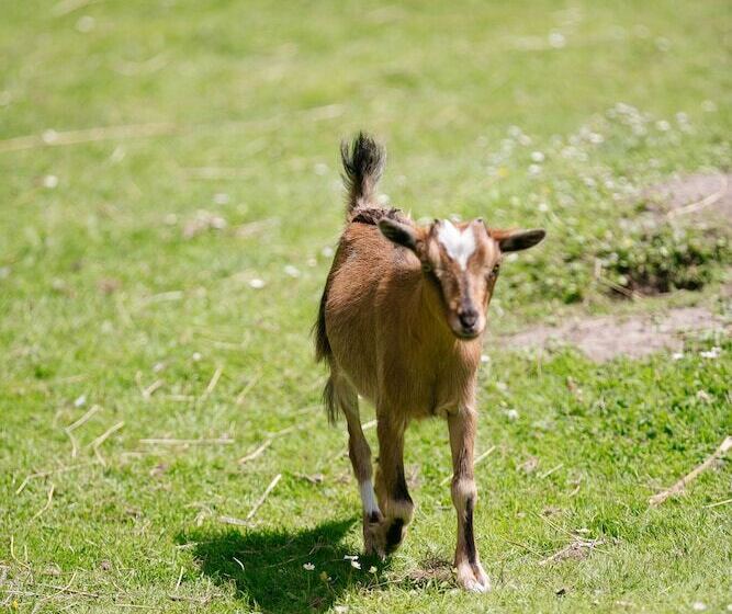 Отель Camping Saint Michel