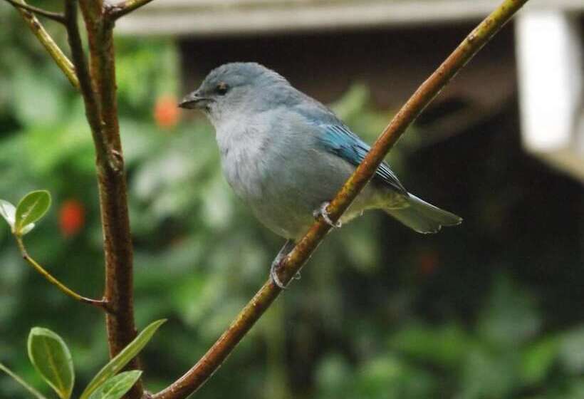 酒店 Pousada Orquídeas