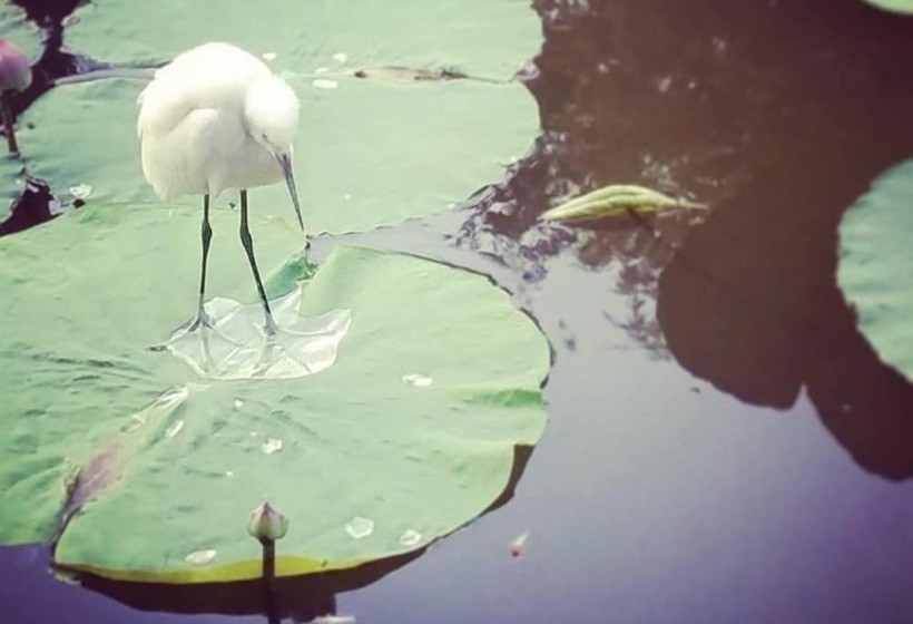 בית מלון כפרי Baan Luang Harn Guesthouse