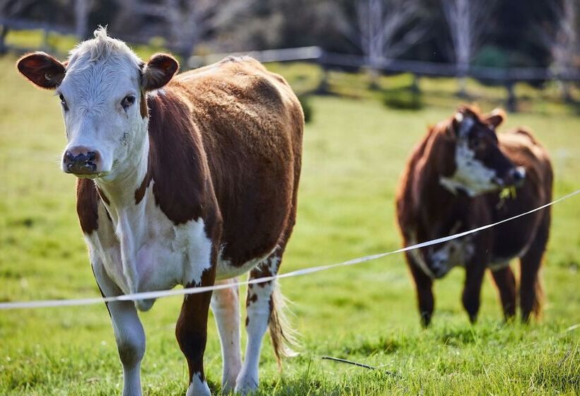 호텔 Country Homestead At Black Sheep Farm