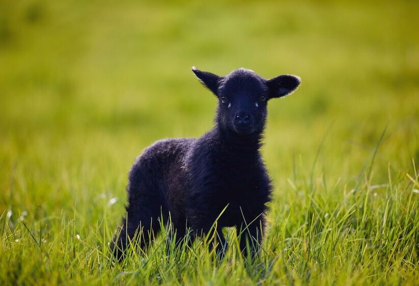 호텔 Country Homestead At Black Sheep Farm