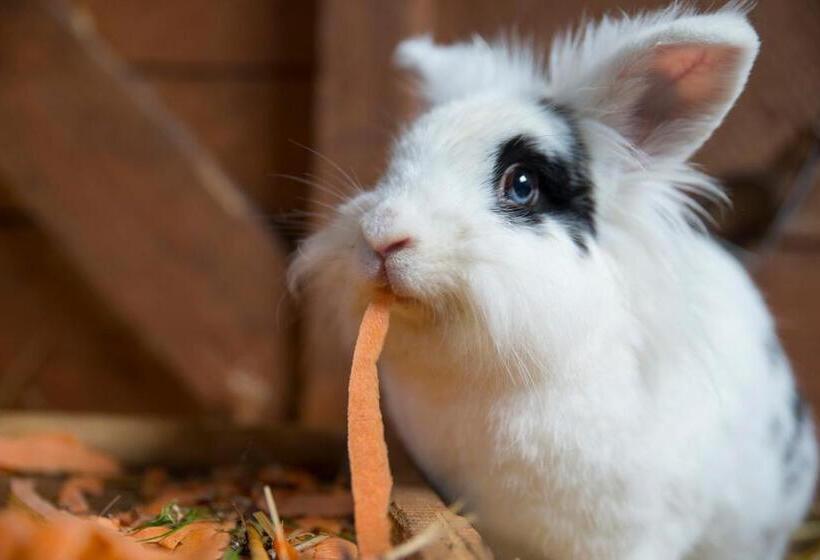 호텔 Golchener Hof