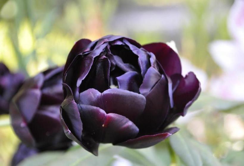 호텔 Lundsgaard Bed & Breakfast