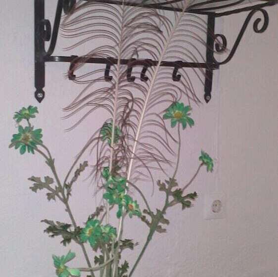 פנסיון Anastasia's Garden