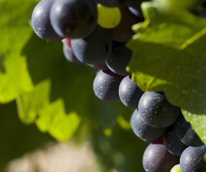 ペンション La Ferme Des Belugues