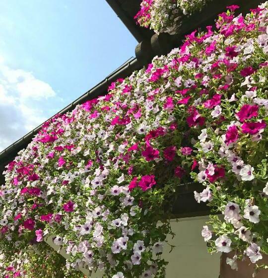 酒店 Gästehaus Immenhof