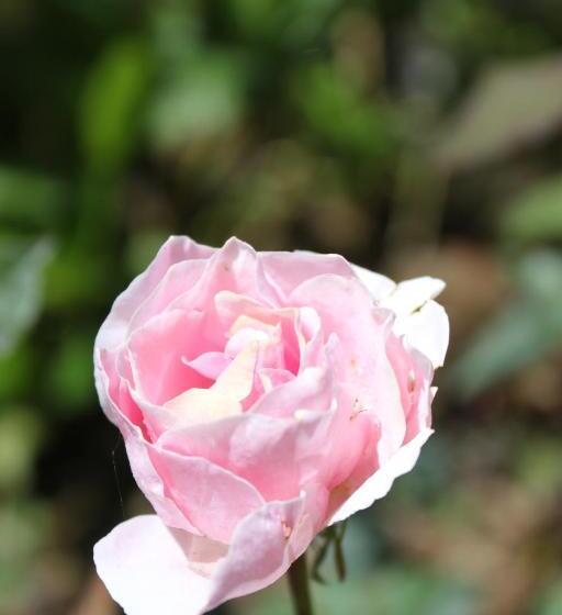 فندق Lady Horton Bungalow