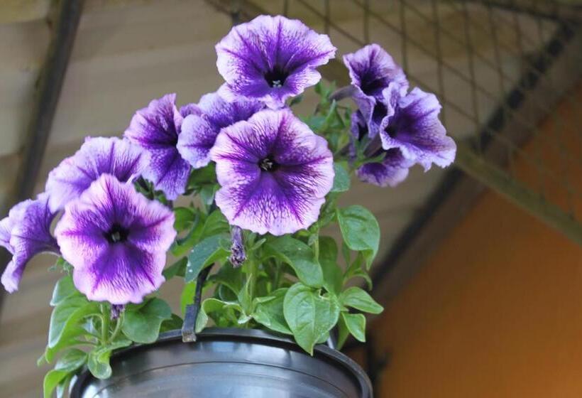 فندق Lady Horton Bungalow