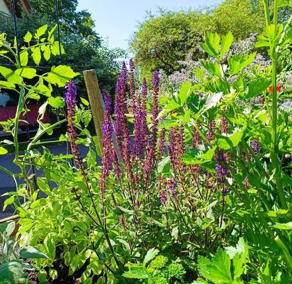 בית מלון כפרי Landgasthof Zum Rappen