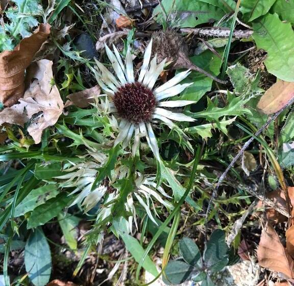 Landhotel Der Distelhof Mit Scheunencafé