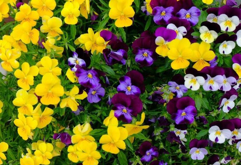 هتل Plaza Inn Kawaguchiko