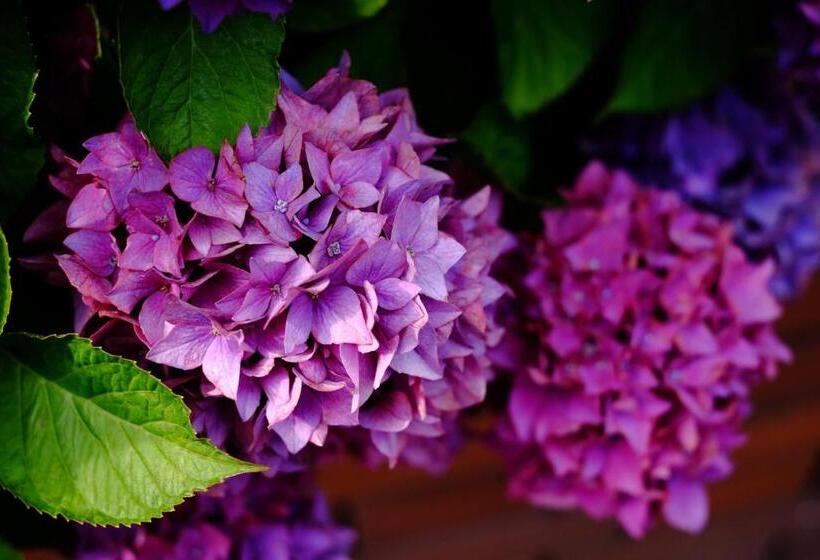 هتل Plaza Inn Kawaguchiko