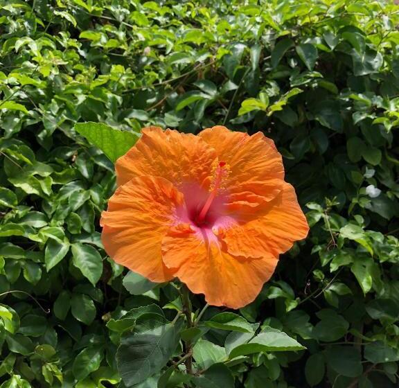 住宿加早餐 Elysium