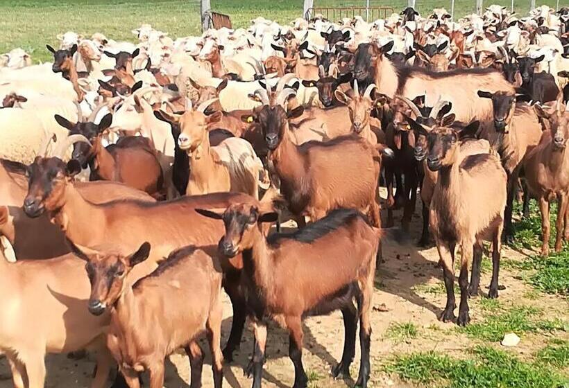 فندق Agriturismo Torrevecchia