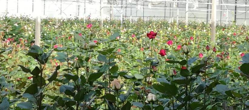 فندق Agriturismo Torrevecchia