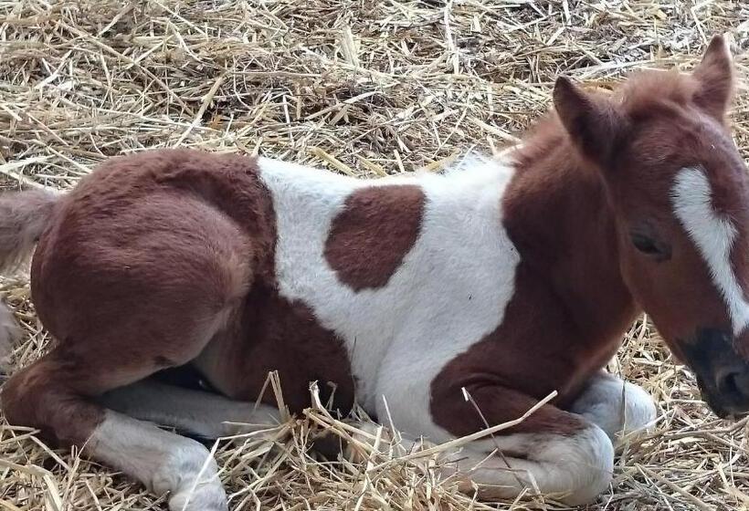 فندق Agriturismo Torrevecchia