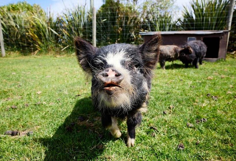 فندق Awatea Country Bed & Breakfast