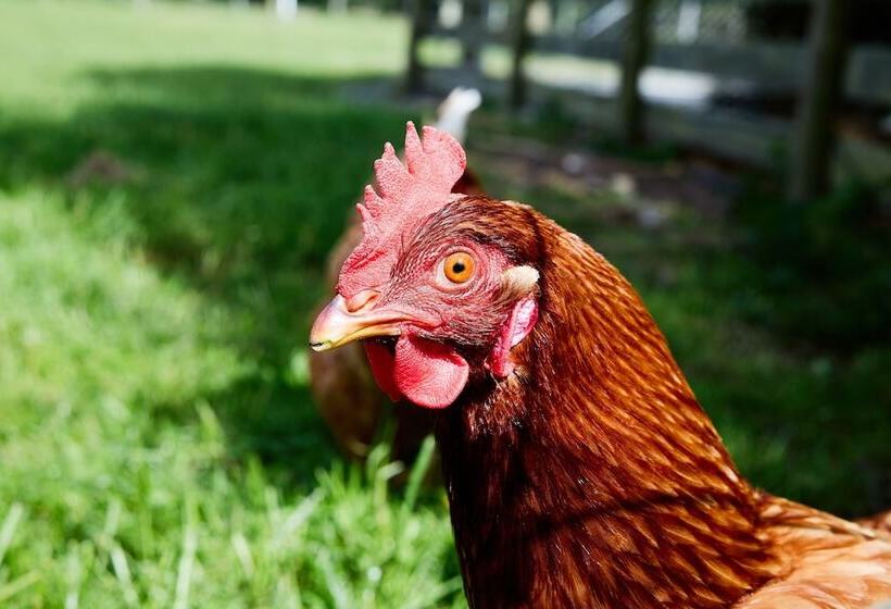 هتل Awatea Country Bed & Breakfast